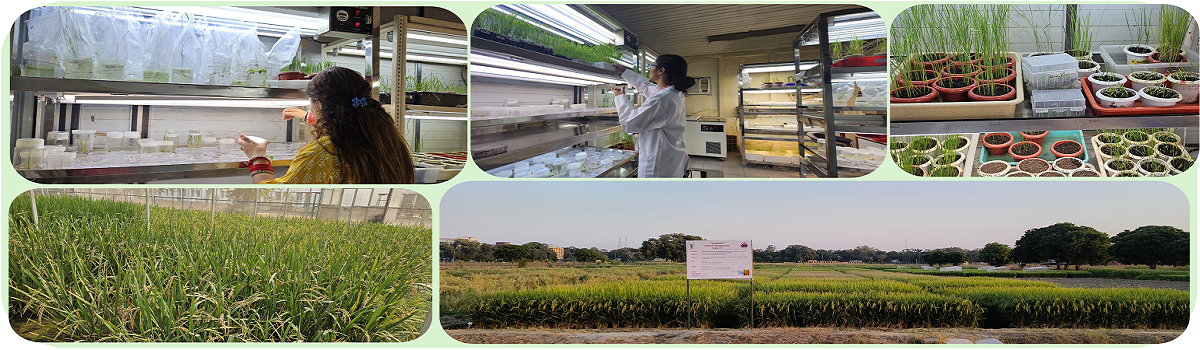 Welcome to ICAR-Indian Agricultural Research Institute